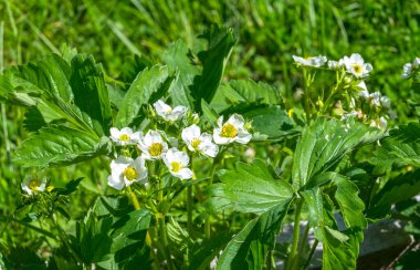 Bahçede çiçek açan çilekler, yatak baharı arka planında, tohumlar, çeşitlilik, çeşitli