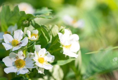 Bahçedeki karıncalarla süslü çilekler, çok parlak bahar arka planı, tohumlar, çeşitlilik, çeşitlilik.