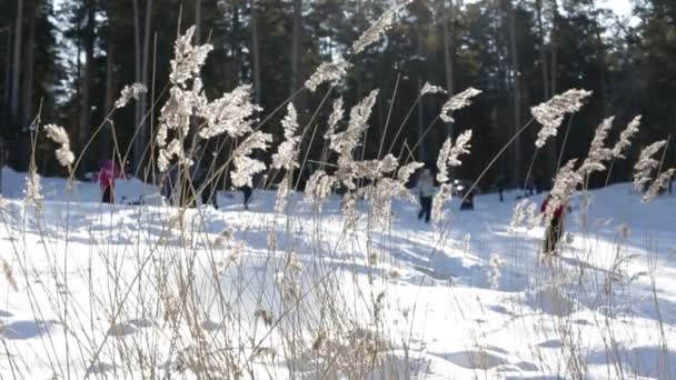 Orecchie d'erba sullo sfondo del regime forestale — Video Stock