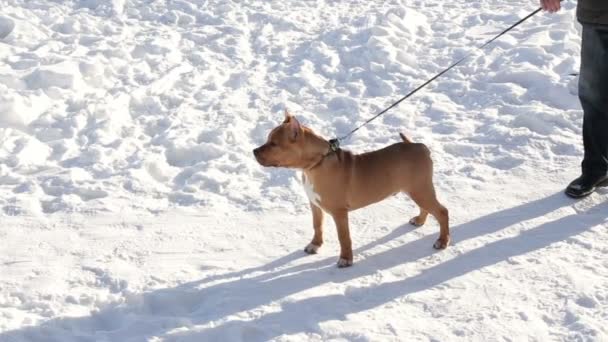 Junger schöner Staffordshire Bullterrier Hund oder amerikanischer Staffordshire Terrier Welpe an der Leine im Winter. — Stockvideo