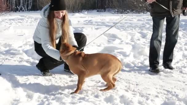 美しい女性の冬の風景の屋外で犬と遊ぶ — ストック動画