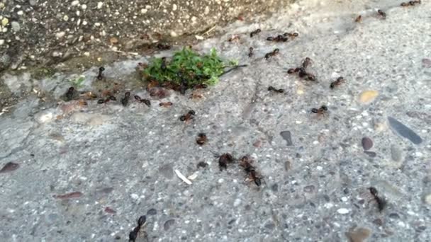 The family of ants, insects running around. Forest ants, ants Close - up. — Stock Video