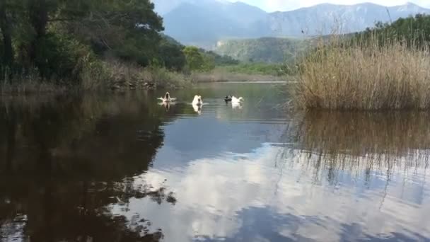 Pato nadando en el estanque. Animales salvajes. Aves migratorias silvestres. Hermosas aves en una bandada. Una bandada de patos. Aves acuáticas . — Vídeos de Stock