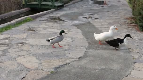 一群鸭子在夏天在公园散步。鸭子在夏天公园吃青草。鸭子跳进湖里，游走了. — 图库视频影像