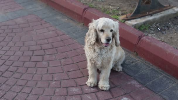 Cão bonito sentado no parque, Cocker Spaniel. Fecha a porta. HD 1920x1080 . — Vídeo de Stock