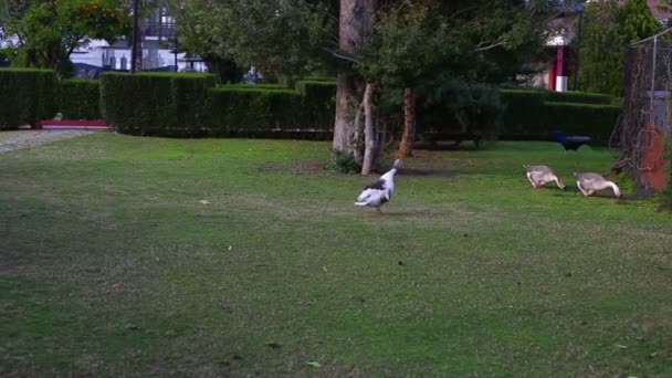 Gansos no parque em relva verde, a comer relva. Um ganso agressivo na gaggle. HD. 1920x1080i — Vídeo de Stock