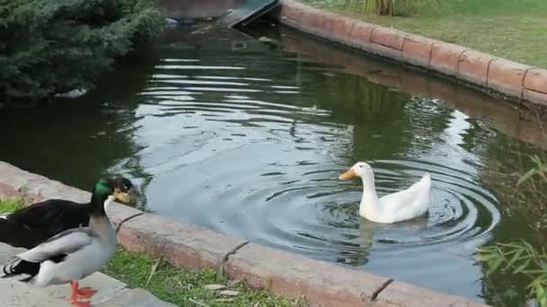 Kachna koupání v rybníku v parku. Volně žijících živočichů zvíře. Krásní ptáci v hejnu. Hejno kachen. Vodní ptáci. — Stock video