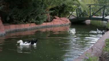 Ördek Yüzme içinde Gölcük parkta. Vahşi hayvan. Bir sürü güzel kuşlar. Ördek sürüsü. Su kuşları.