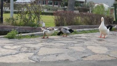 Yeme ve yeşil çim parkta otlatma farklı renkler ördek yakın çekim
