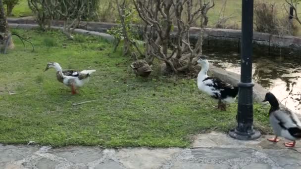 A nyáj színes kacsa különböző fajtájú séta a parkban, a nyári zöld fűben — Stock videók