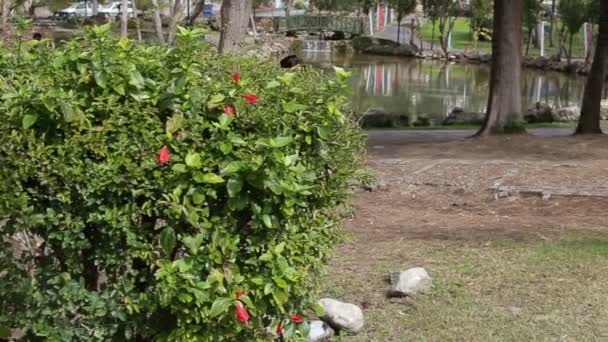 Vacker glad kvinna promenader i parken i sommar — Stockvideo