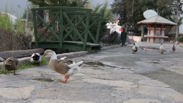 Yaz aylarında ördek sürüsü parkta yürüyor. Yaz aylarında parkta ördek yürümek. — Stok video