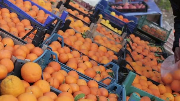 Vacker kvinna sätter orange i påsen ur lådan. Stora mogna apelsiner ligga i lådor. — Stockvideo