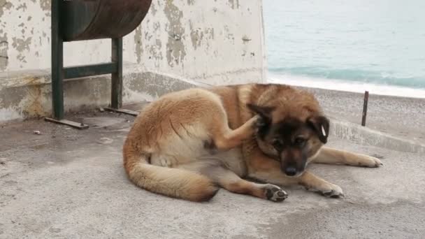 Cane adulto sdraiato, riposare a terra, animale domestico senzatetto e abbandonato sul marciapiede e graffiato la parte posteriore della zampa . — Video Stock