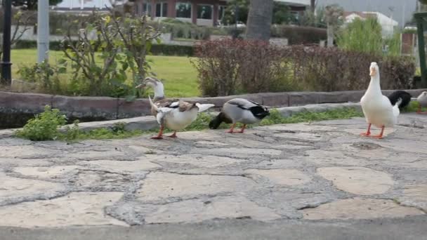 En flock ankor i sommar promenader i parken. Ankor promenad i parken i sommar. Närbild. — Stockvideo