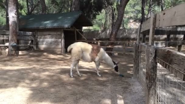 Güzel Lama hayvanat bahçesinde yürür — Stok video