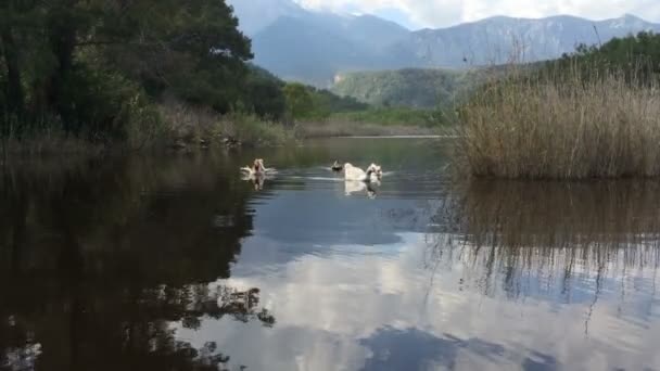 Bir sürü yerli kuşlar ördekler ve kazlar içinde belgili tanımlık geçmiş Nehri Dağı'nda yüzen — Stok video