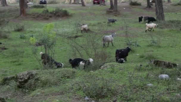 Manada de cabras pastando sobre hierba verde en el crepúsculo de verano — Vídeos de Stock