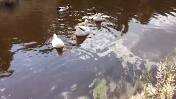 Uno stormo di anatre selvatiche e oche che galleggiano in uno stagno — Video Stock