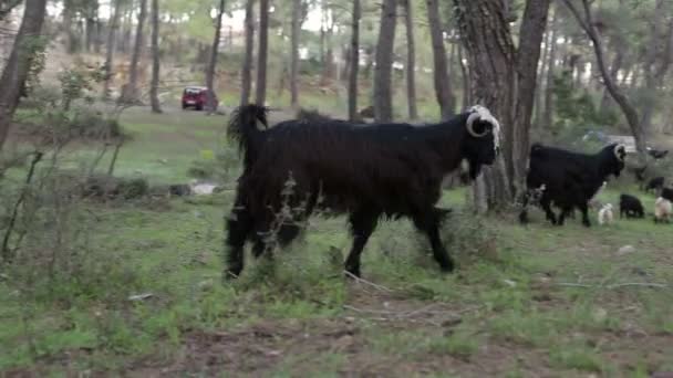 A herd of mountain goats grazing in the meadow on the green grass — Stock Video