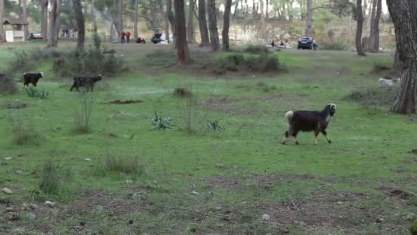 Стадо гірських козлів, що пасуться на лузі на зеленій траві . — стокове відео