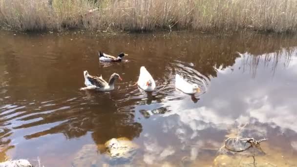 Un troupeau d'oiseaux domestiques canards et oies flottant sur la montagne de la rivière en arrière-plan. Un petit étang avec roseaux .