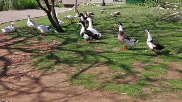 一群野鸭和野鹅走在绿草中夏公园 — 图库视频影像
