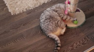Sevimli kedi oynarken ile oyuncak kat/sevimli kedi üzerinde yalan evde, evde oyuncakla oynamak.
