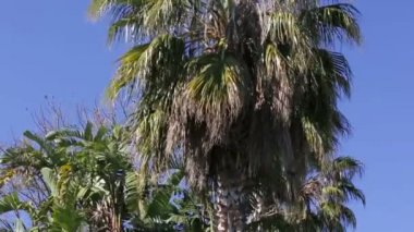 Panoramik palmiye ağacı ve yaz aylarında parkta küçük bir şelale