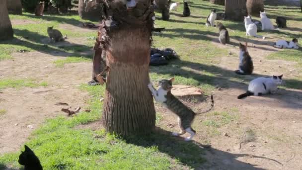 Un montón de diversión mixta razas de gatos caminar en el parque. Gatos divertidos . — Vídeos de Stock