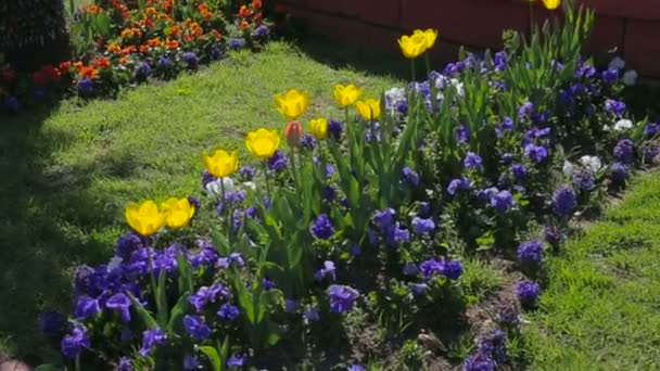 Bir çiçek yatak yaz aylarında parkta bir görünümünü — Stok video