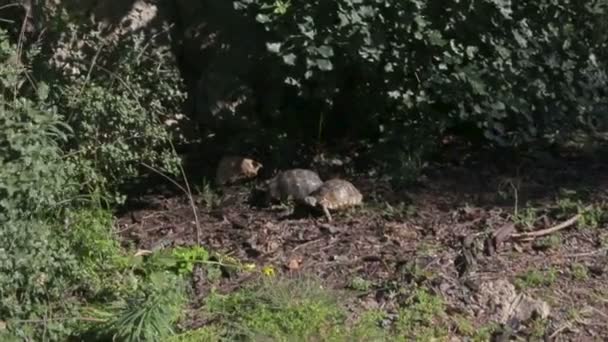 Two turtles are walking on the green grass in the summer park — Stock Video