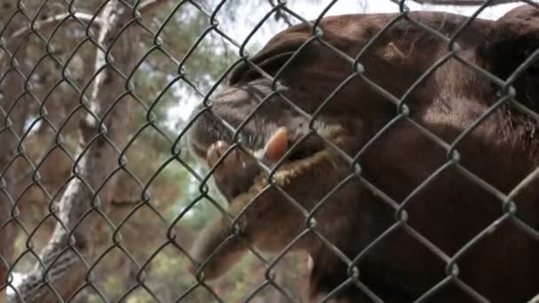 Velbloud žvýká zoo close-up, Humped velbloudí hnědé žvýká ležící. — Stock video