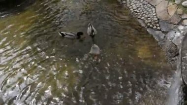 Yerli kuşlar ördek ve kazlar nehirde yüzen bir sürü