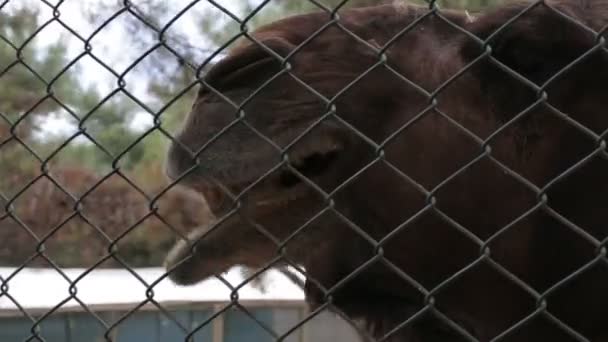 O camelo mastiga o zoológico close-up, Humped camelo marrom mastiga deitado . — Vídeo de Stock