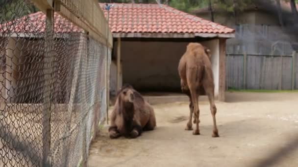两个单峰骆驼在笼子里的一个农场，关在笼子里的一个农场的两个单峰骆驼. — 图库视频影像