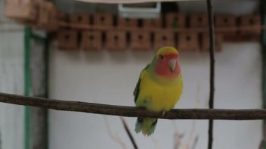 Bir levrek oturan sarı papağan