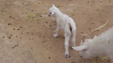 Yetişkin keçi ve bir çiftlikte küçük çocuk