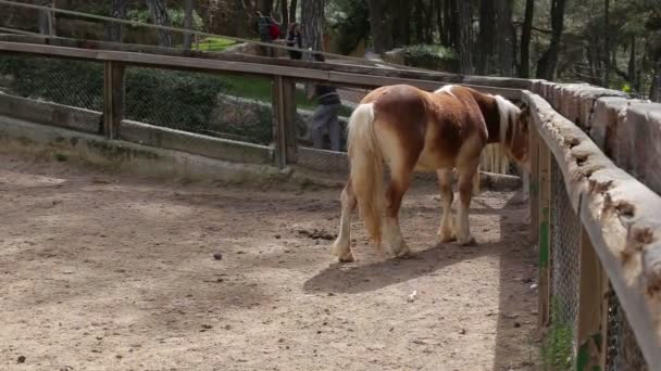 Antalya, Turquía - Marzo 2016: el caballo está pastando en una granja fuera de la valla — Vídeo de stock