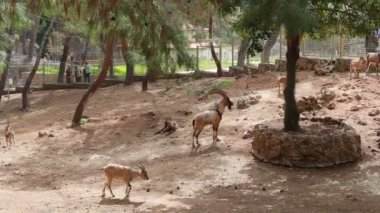 Dağ keçileri yürür çiftlikte