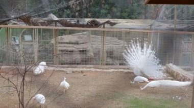 Büyük beyaz tavus kuşu yakın çekim, bir albino tavuskuşu