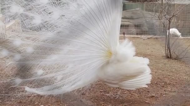 Grande pavão branco close-up, um pavão albino — Vídeo de Stock