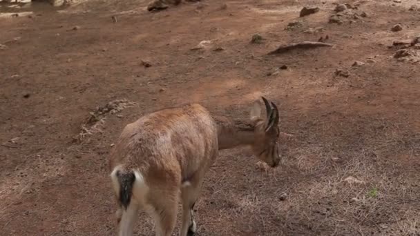 Montaña cabra paseos en la granja — Vídeo de stock