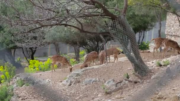 Jeleń w rezerwie są na zboczu góry kamienne — Wideo stockowe
