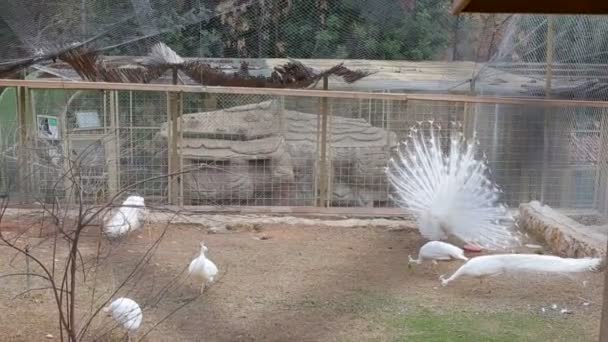 Burung merak putih besar close-up, burung merak albino — Stok Video