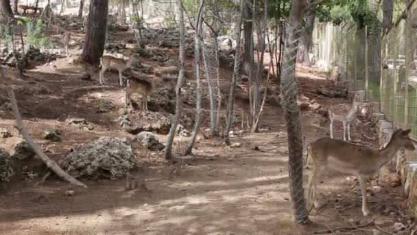 Ciervos en la reserva están en la ladera de piedra — Vídeo de stock