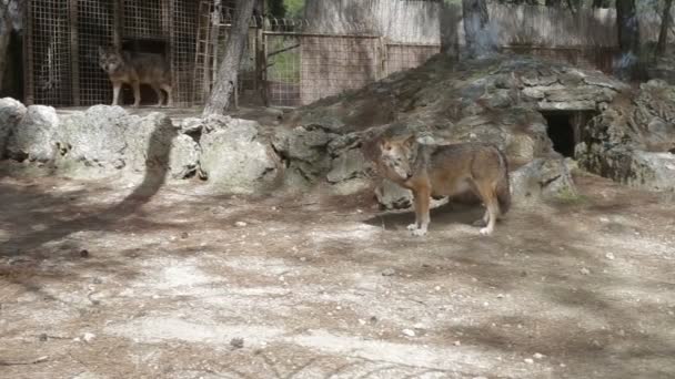 Stado wilków na farmie w pobliżu komórki — Wideo stockowe