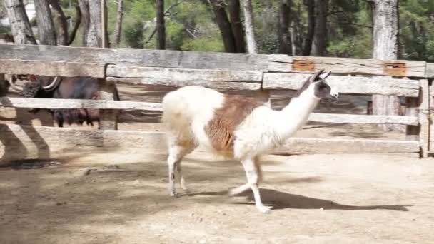 Красиві витончені лама на фермі — стокове відео