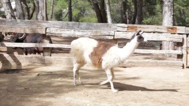 Hermoso Lama agraciado en la granja — Vídeos de Stock