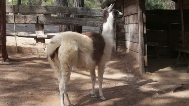 Mooie sierlijke Lama op de boerderij — Stockvideo